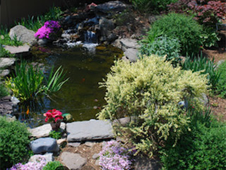 blog-Backyard-Pond