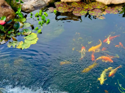 Fish Pond
