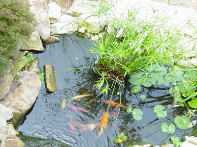 Koi Pond