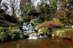 Koi Ponds, Annapolis, MD